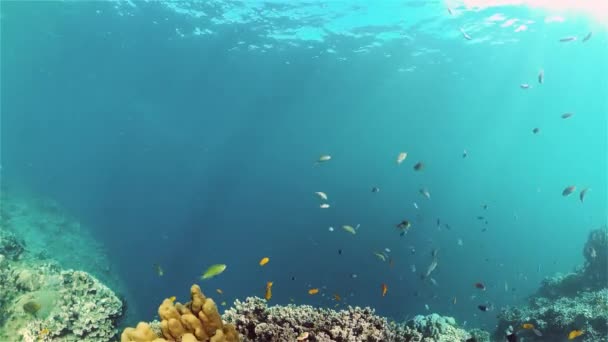 Le monde sous-marin d'un récif corallien. Philippines. — Video