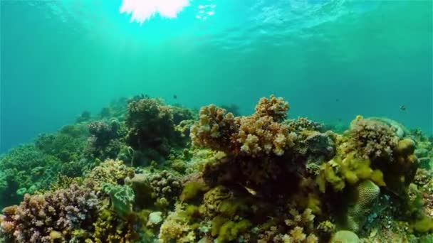 Arrecife de coral y peces tropicales. Filipinas. — Vídeo de stock