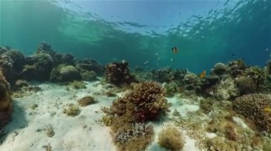 Mercan resifi ve tropikal balıklar su altında. Filipinler.
