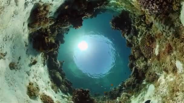El mundo submarino de un arrecife de coral. Filipinas. — Vídeo de stock