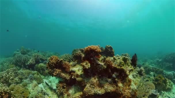 Récif corallien avec poissons sous-marins. Philippines. — Video