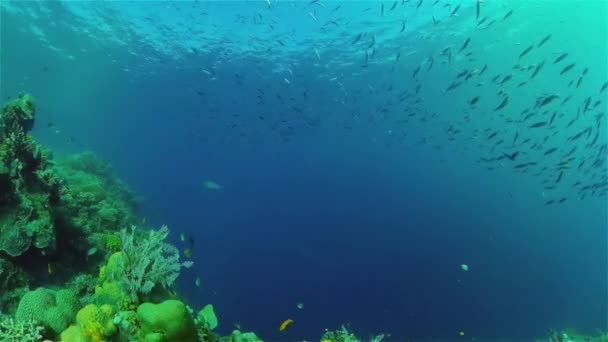 Recifes de coral com peixes subaquáticos. Filipinas. — Vídeo de Stock