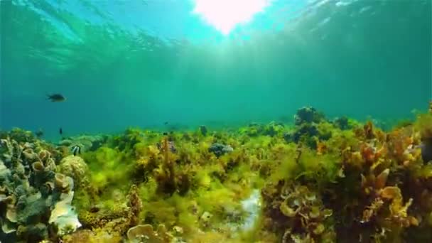 Coral reef with fish underwater. Philippines. — Stock Video