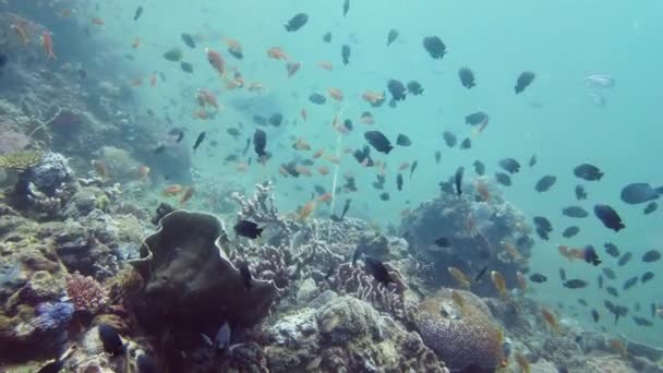 Recifes de coral com peixes subaquáticos. Leyte, Filipinas. — Vídeo de Stock