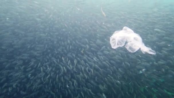 Um cardume de sardinhas no mar. Bohol, Filipinas. — Vídeo de Stock