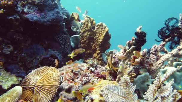 Arrecife de coral y peces tropicales bajo el agua. Leyte, Filipinas. — Vídeo de stock