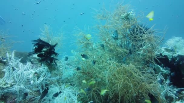 Récif corallien et poissons tropicaux sous-marins. Leyte, Philippines. — Video