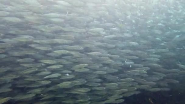 Морской косяк сардин. Феодосия, Филиппины. — стоковое видео