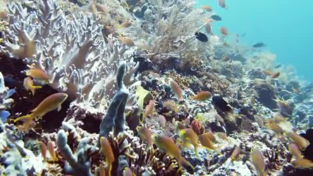 珊瑚礁和热带鱼在水下Leyte，菲律宾. — 图库视频影像