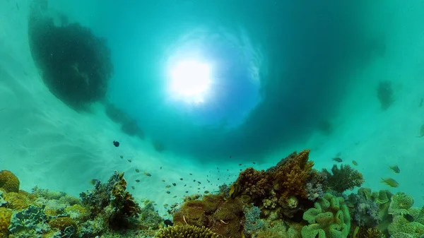 Récif corallien et poissons tropicaux. Philippines. — Photo