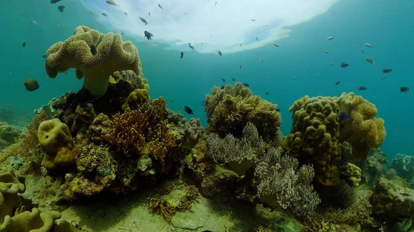 Подводный мир кораллового рифа. — стоковое фото