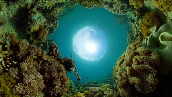 Coral reef and tropical fish. Philippines.