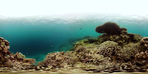 360VR水中のサンゴ礁と熱帯魚。フィリピンのカミグイン — ストック動画