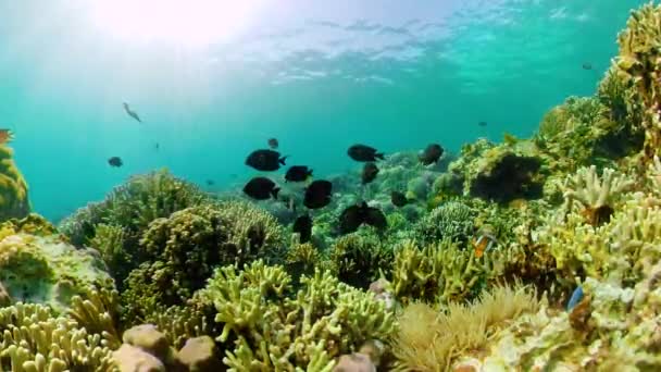 O mundo subaquático de um recife de coral. — Vídeo de Stock