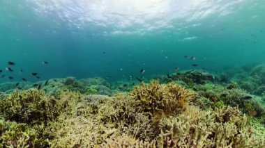 Mercan resifi ve tropikal balıklar su altında. Camiguin, Filipinler