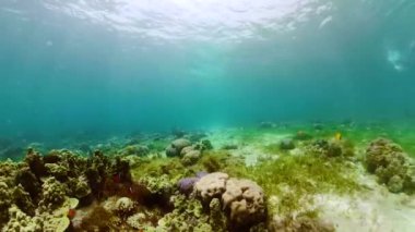 Suyun altında balıklı mercan kayalıkları. Camiguin, Filipinler