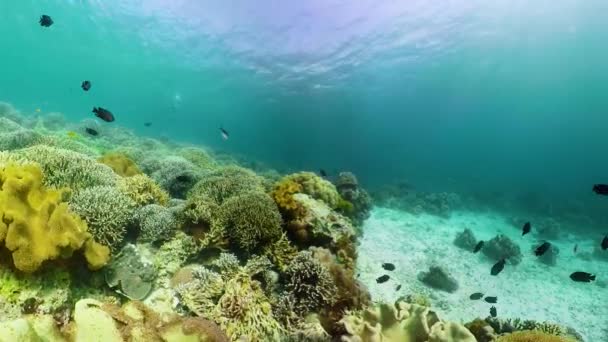 El mundo submarino de un arrecife de coral. — Vídeo de stock
