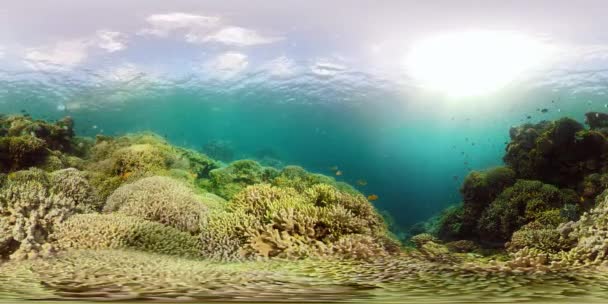 Korallrev og tropisk fisk 360VR. Camiguin, Filippinene – stockvideo