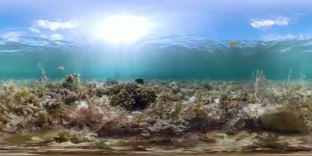 Recifes de corais e peixes tropicais 360VR. Camiguin, Filipinas — Vídeo de Stock