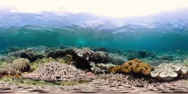 해저 360VR 에 물고기가 있는 산호초. 필리핀의 카미 갱 — 비디오