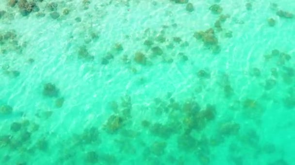 Corales en agua de mar azul claro. — Vídeo de stock