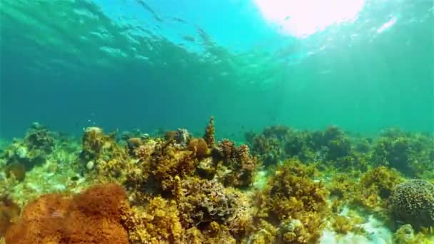 Arrecife de coral y peces tropicales. Filipinas. — Vídeo de stock