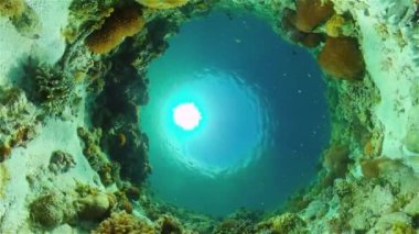 Mercan resifi ve tropikal balıklar su altında. Filipinler.