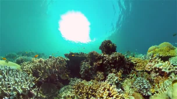 Arrecife de coral y peces tropicales. Filipinas. — Vídeos de Stock