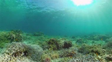 Mercan kayalıkları ve tropikal balıklar. Filipinler.