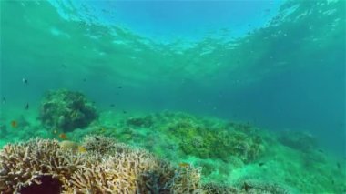 Mercan kayalıkları ve tropikal balıklar. Filipinler.