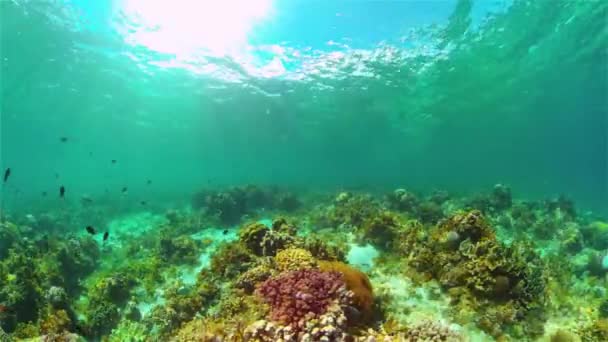 Recifes de coral com peixes subaquáticos. Filipinas. — Vídeo de Stock