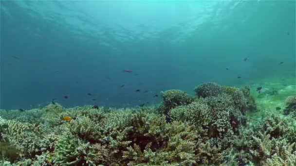 Arrecife de coral y peces tropicales. Filipinas. — Vídeo de stock