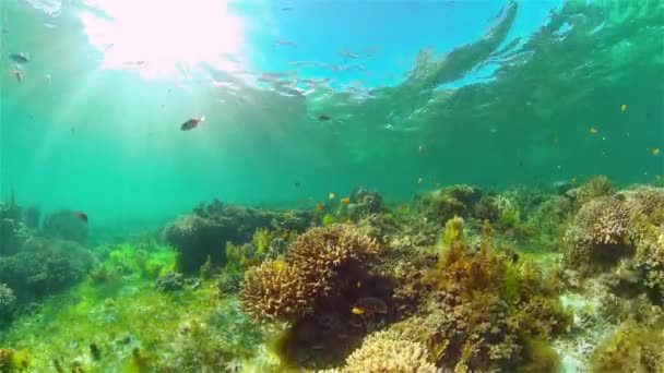 Recifes de corais e peixes tropicais subaquáticos. Filipinas. — Vídeo de Stock