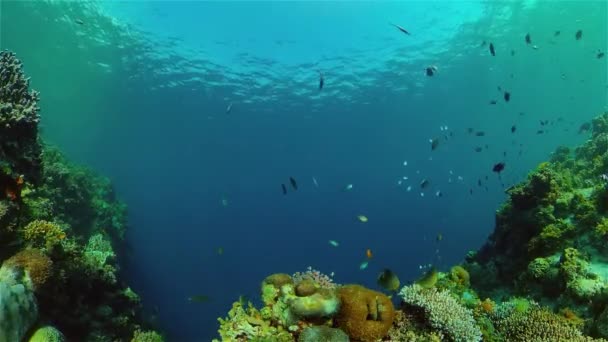 珊瑚礁和热带鱼。菲律宾. — 图库视频影像