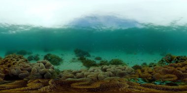 Mercan resifi ve tropikal balıklar su altında. Filipinler. 360 Derece Görünüm.