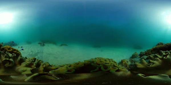 Barriera corallina e pesci tropicali sott'acqua. Filippine. Vista a 360 gradi. — Foto Stock