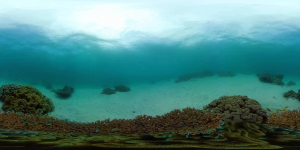 Korallenriff mit Fischen unter Wasser. Philippinen. Virtuelle Realität 360 — Stockfoto