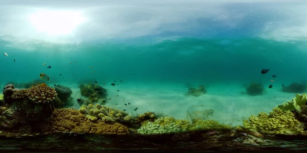Korallenriffe und tropische Fische unter Wasser. Philippinen. 360-Grad-Ansicht. — Stockfoto