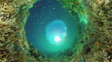 Suyun altında balıklı mercan kayalıkları. Filipinler.