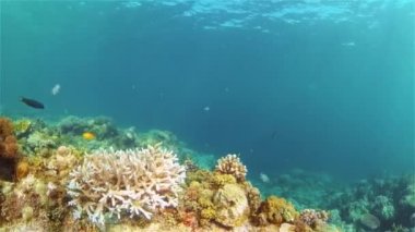 Mercan kayalıkları ve tropikal balıklar. Filipinler.
