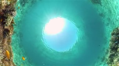 Mercan resifi ve tropikal balıklar su altında. Filipinler.