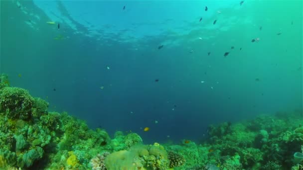 Suyun altında balıklı mercan kayalıkları. Filipinler. — Stok video