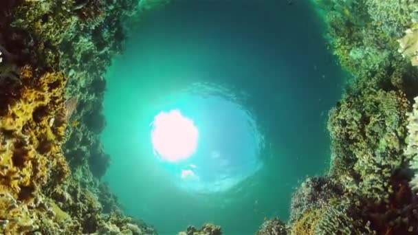 El mundo submarino de un arrecife de coral. Filipinas. — Vídeo de stock