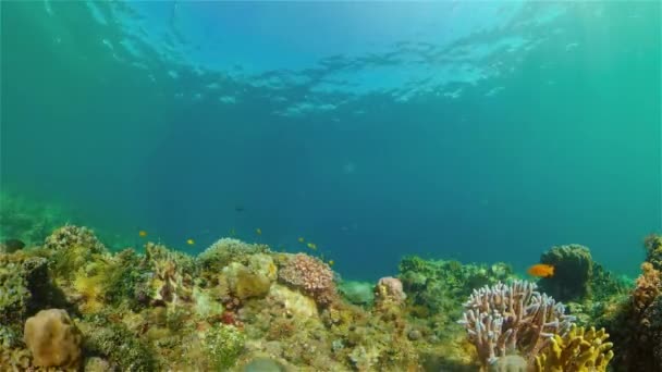 Le monde sous-marin d'un récif corallien. Philippines. — Video