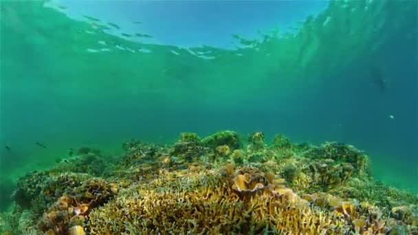 Podwodny świat rafy koralowej. Filipiny. — Wideo stockowe