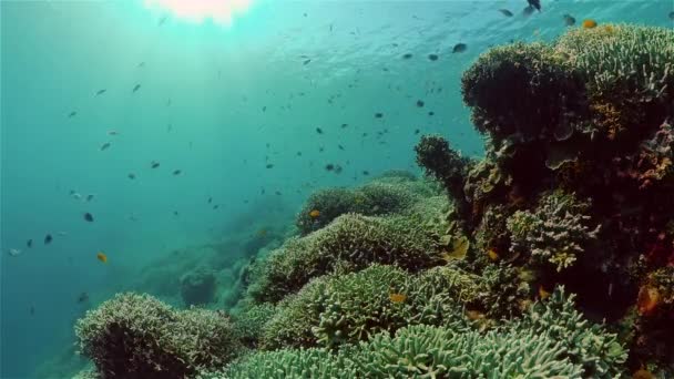 Подводный мир кораллового рифа. Филиппины. — стоковое видео