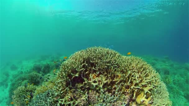 Koraalrif met vis onder water. Filippijnen. — Stockvideo
