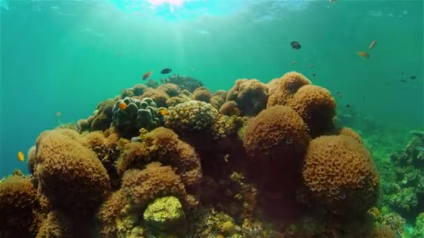 Recifes de coral com peixes subaquáticos. Filipinas. — Vídeo de Stock