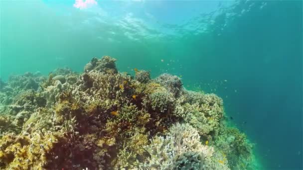 Koraalrif en tropische vissen. Filippijnen. — Stockvideo