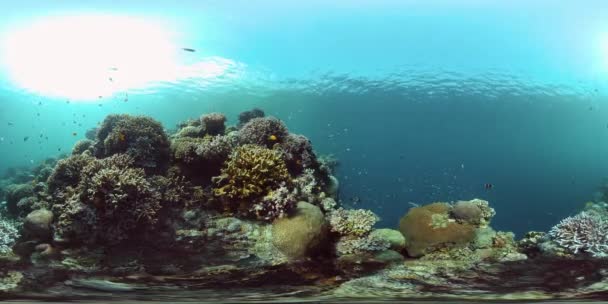 Mercan resifi ve tropikal balıklar su altında. Filipinler. 360 Derece Görünüm. — Stok video